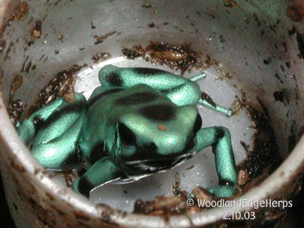 Turquoise and bronze D. auratus