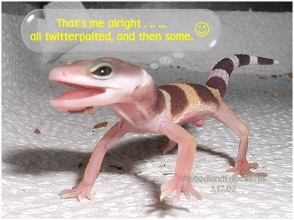 All twitterpaited?