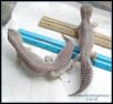 Two Blizzard Leopards