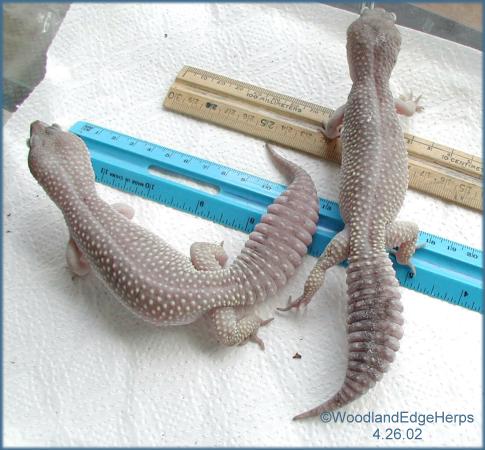 Two Blizzard Leopards