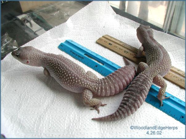 Two Blizzard Leopards