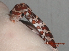 "Lo'ihi" - Volcano Corn Snake