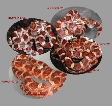 Colour Change in Corn Snake