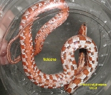 Volcano Corn - underside