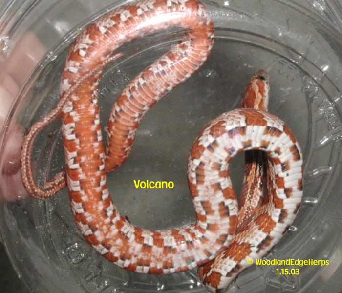 Volcano Corn - underside