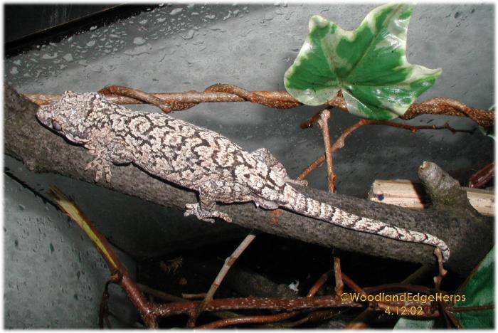 Rhacodactylus auriculatus male