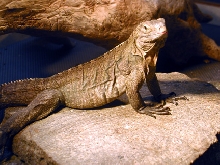 Male Lewisi x Caymenensis Iguana