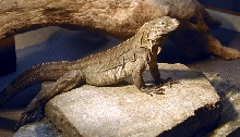 Male Lewisi x Caymenensis Iguana 2