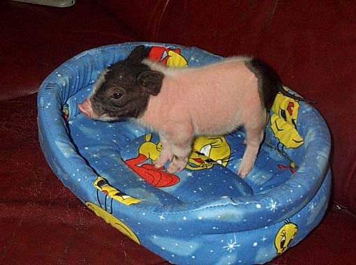 Mini pig