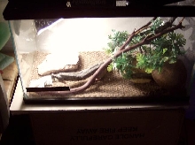 My Leopard Geckos Cage