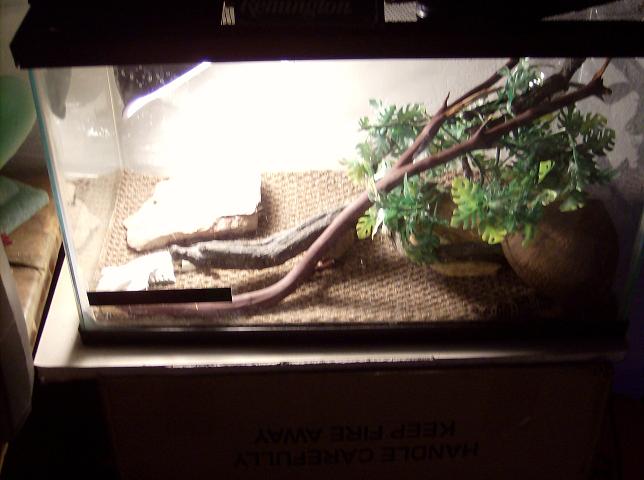 My Leopard Geckos Cage