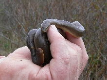 rubber boa