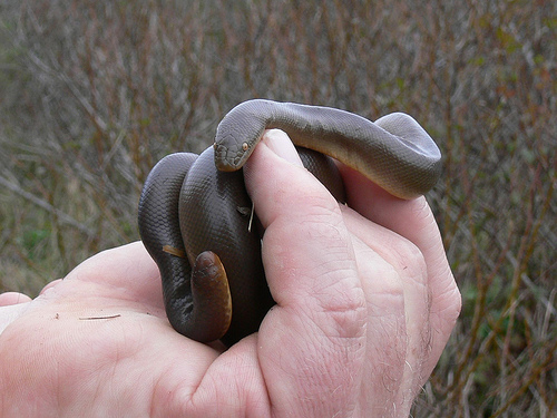 rubber boa