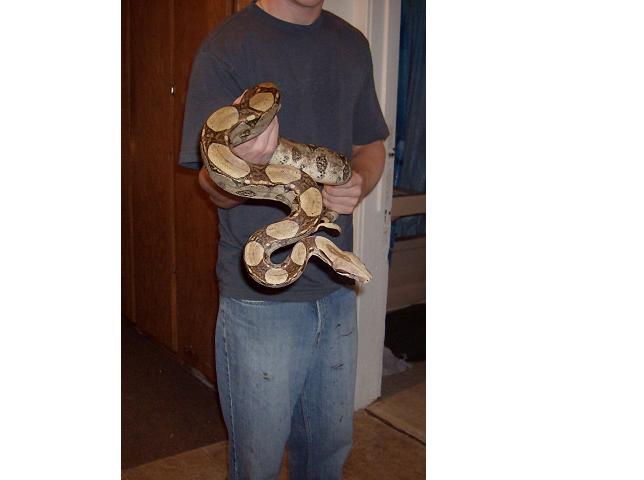 My Red Tail