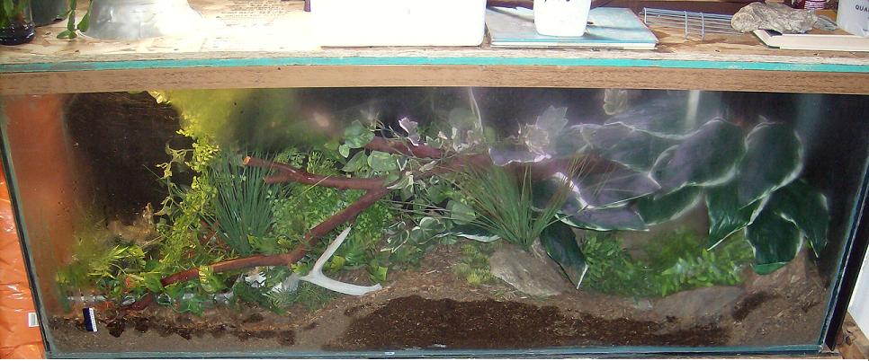 My red tail boas cage