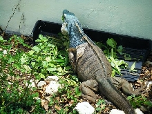 cyclura lewisi