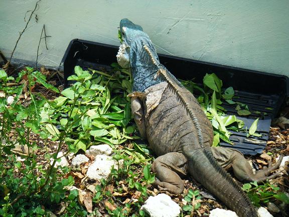 cyclura lewisi