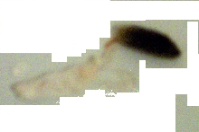 Opals Poop