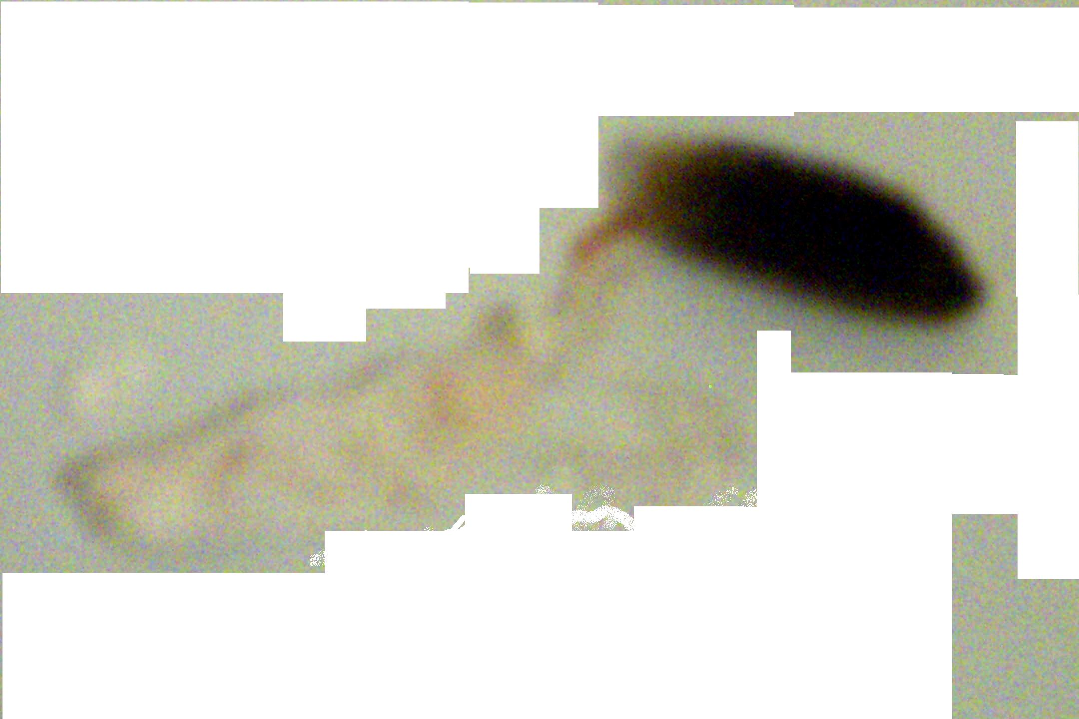 Opals Poop