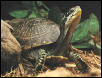 BoxTurtle