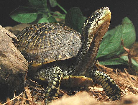 BoxTurtle