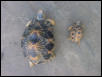 Geochelone Radiata