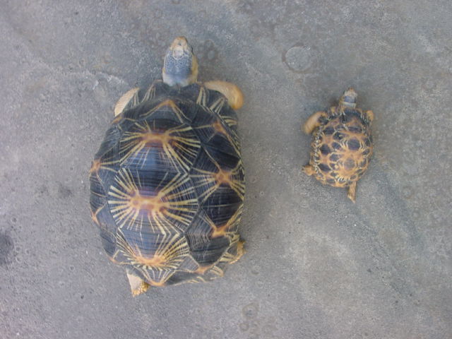 Geochelone Radiata