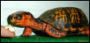 EasternBoxturtle