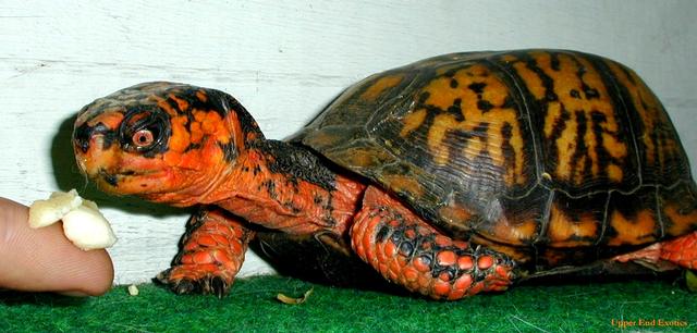 EasternBoxturtle