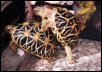 Star tortoise