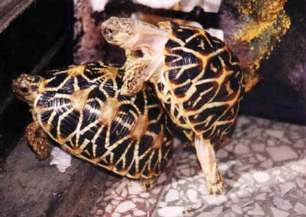 Star tortoise