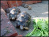 tortoise