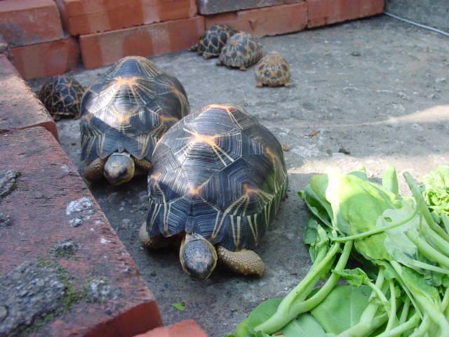 tortoise