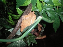 Red crested gecko male