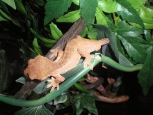 Red crested gecko male 2