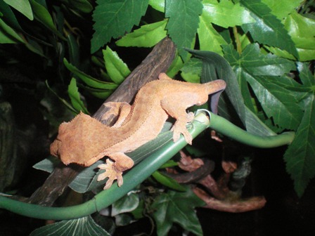 Red crested gecko male 2