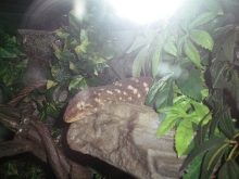 Female leachie