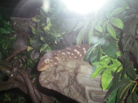 Female leachie