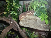 Female leachie 2