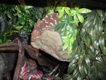 Female leachie 3