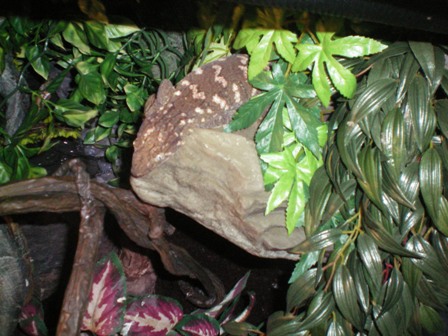 Female leachie 3