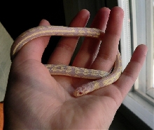 My albino cali king, Coraline
