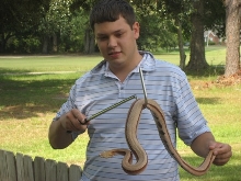copperhead