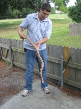striped southern copperhead