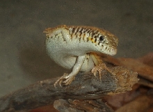 Juvenile schneider's skink