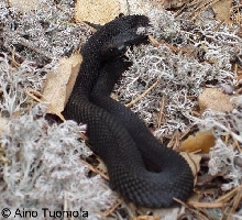 Vipera berus