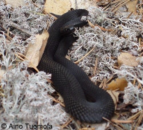 Vipera berus