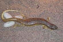 Schneider's skink with eggs