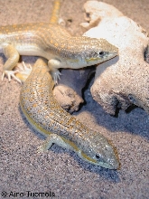 Another Schneider's skink pair