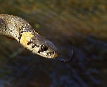Natrix natirix